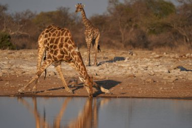 Zürafa (Giraffa Camelopardalis), Namibya 'daki Etosha Ulusal Parkı' ndaki bir su birikintisinden su içmek için eğilir.