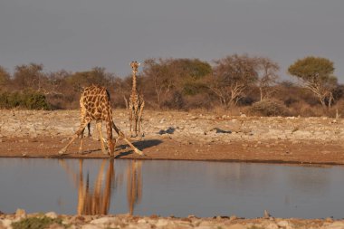 Zürafa (Giraffa Camelopardalis), Namibya 'daki Etosha Ulusal Parkı' ndaki bir su birikintisinden su içmek için eğilir.