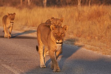 Afrika Aslanları Gururu (Panthera Leo), Namibya 'daki Etosha Ulusal Parkı' nda alacakaranlık yaklaşırken avlanmaya gidiyor.