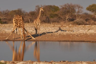 Zürafa (Giraffa Camelopardalis), Namibya 'daki Etosha Ulusal Parkı' ndaki bir su birikintisinden su içmek için eğilir.