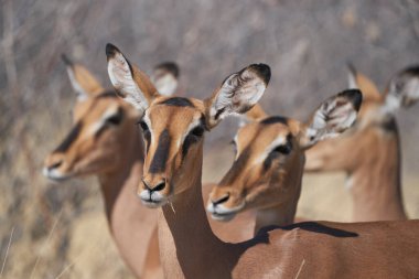 Siyah yüzlü Impala (Aepyceros melampus petersi) Etosha Ulusal Parkı, Namibya 