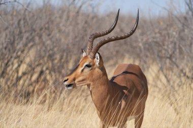 Siyah yüzlü Impala (Aepyceros melampus petersi) Etosha Ulusal Parkı, Namibya 