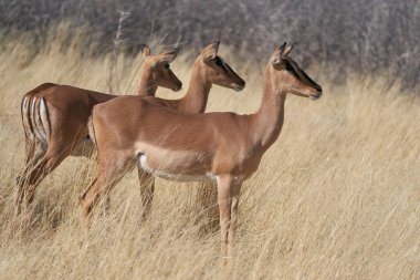 Siyah yüzlü Impala (Aepyceros melampus petersi) Etosha Ulusal Parkı, Namibya 