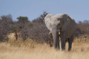 Büyük erkek Afrika Fili (Loxodonta africana), Namibya 'daki Etosha Ulusal Parkı' nın kurak arazisinde besleniyor.