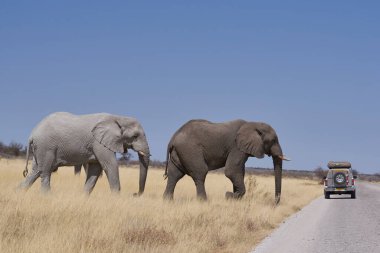 Etosha Ulusal Parkı, Namibya - 21 Eylül 2022: Etsoha Ulusal Parkı, Namibya 'da çakıl yolundan geçen büyük erkek filler 