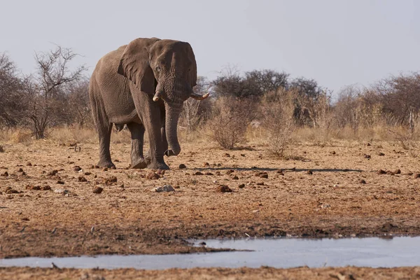 Elefante Africano Macho Grande Loxodonta Africana Pozo Agua Parque Nacional — Foto de Stock