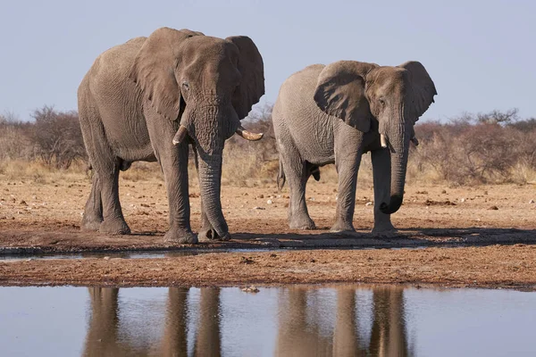 ナミビアのエトーシャ国立公園の水飲み場にある大型アフリカゾウ Loxodonta Africana — ストック写真