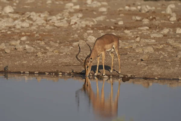 Μαύρο Πρόσωπο Impala Aepyceros Melampus Petersi Πίνοντας Ένα Νερόλακκο Στο — Φωτογραφία Αρχείου