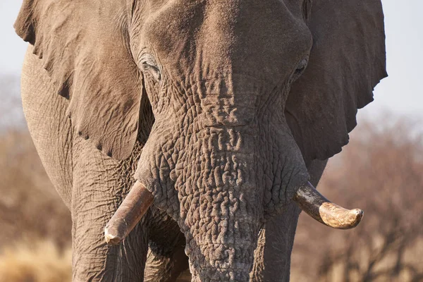 Большой Африканский Слон Loxodonta Africana Кормящийся Засушливом Ландшафте Национального Парка — стоковое фото