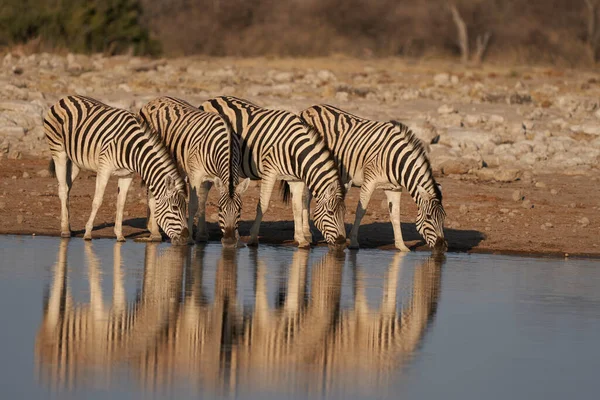 Gruppo Zebra Burchell Equus Burchellii Che Beve Una Pozza Acqua — Foto Stock