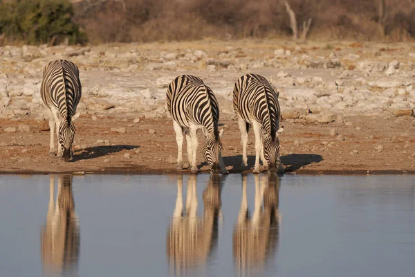 Gruppo Zebra Burchell Equus Burchellii Che Beve Una Pozza Acqua — Foto Stock