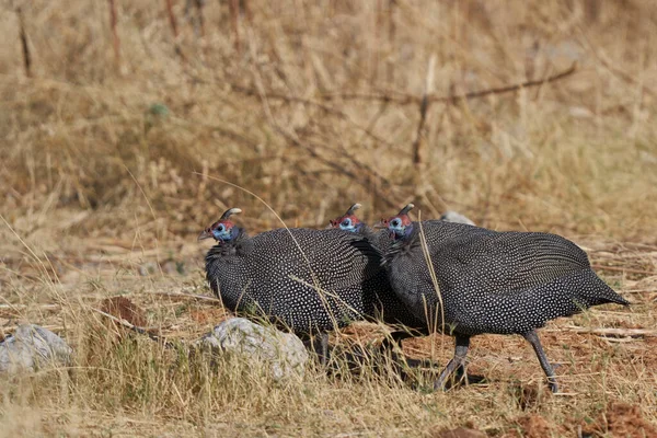 群れの風光明媚なショットアフリカのギニフクロウEtosha国立公園で ナミビアの砂漠 — ストック写真