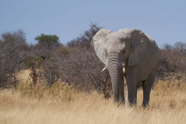 Elefante Africano Macho Grande Loxodonta Africana Alimentándose Árido Paisaje Seco — Foto de Stock