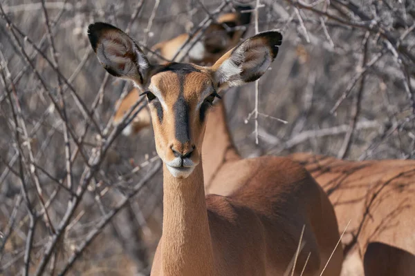 Schwarzgesicht Impala Aepyceros Melampus Petersi Etosha Nationalpark Namibia — Stockfoto