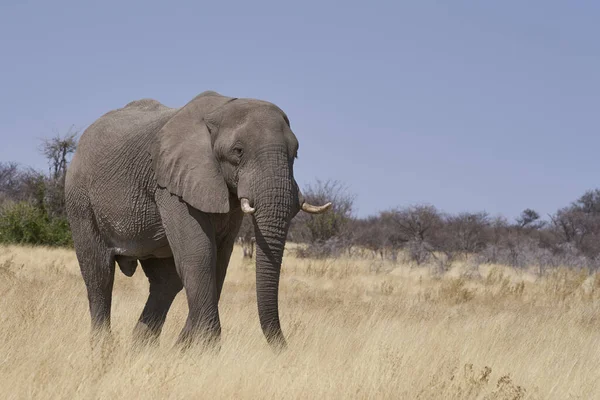 Grand Éléphant Afrique Mâle Loxodonta Africana Nourrissant Dans Paysage Aride — Photo