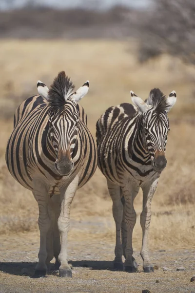 纳米比亚埃托沙国家公园的Burchell Zebra Equus Burchellii — 图库照片