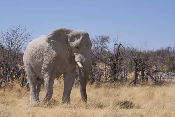 ナミビアのエトーシャ国立公園の乾燥した乾燥した風景の中での大型オスアフリカゾウ Loxodonta Africana の餌やり — ストック写真