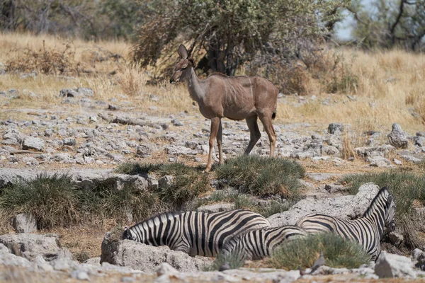 Szenische Aufnahme Des Schwarzgesichtigen Impala Aepyceros Melampus Petersi Etosha Nationalpark — Stockfoto