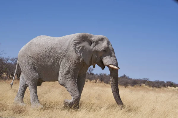Большой Африканский Слон Loxodonta Africana Кормящийся Засушливом Ландшафте Национального Парка — стоковое фото
