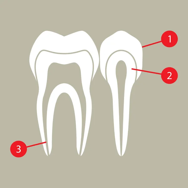 Diagram of teeth — Stock Vector