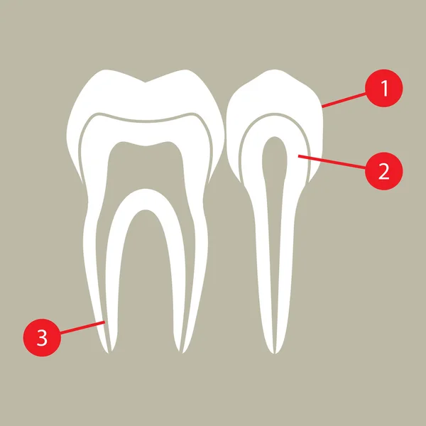 Zähnediagramm — Stockvektor