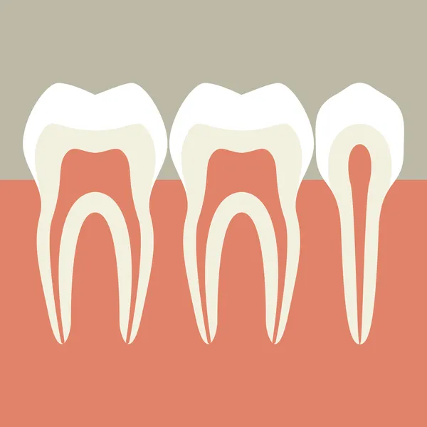 Ilustração dos dentes — Vetor de Stock