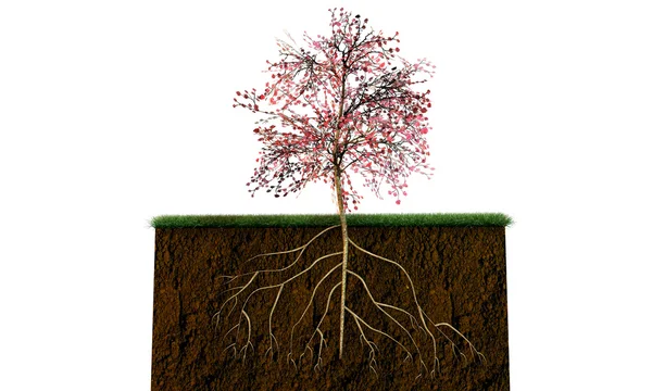 土壌断面上のツリー — ストック写真