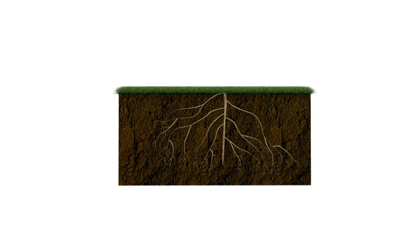 Soil section with big roots inside — Stock Photo, Image