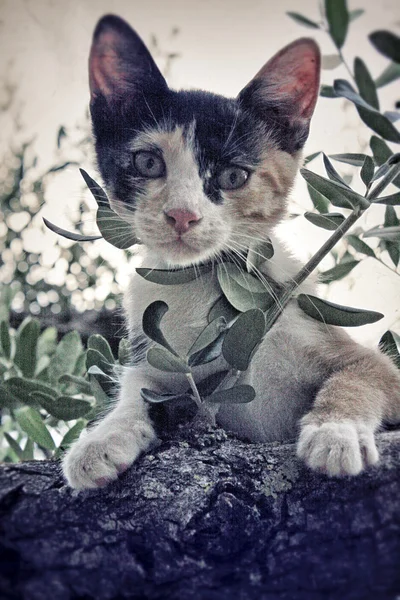 Cat on a tree — Stock Photo, Image