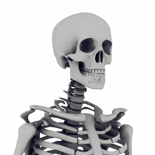 Squelette — Photo