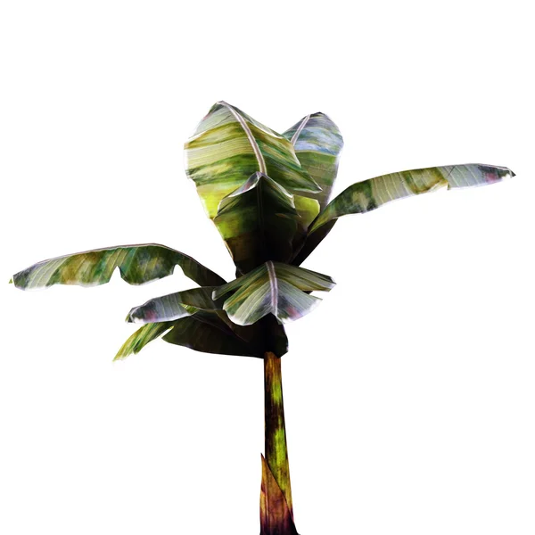 Банановое дерево — стоковое фото