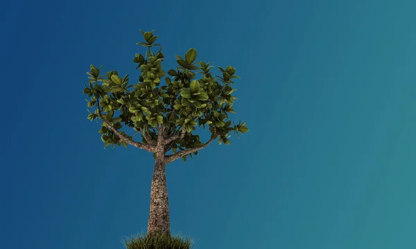 Little bonsai — Stock Photo, Image