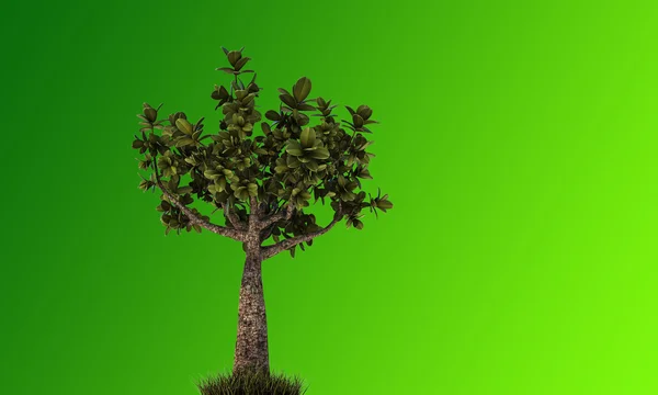 Lilla bonsai — Stockfoto