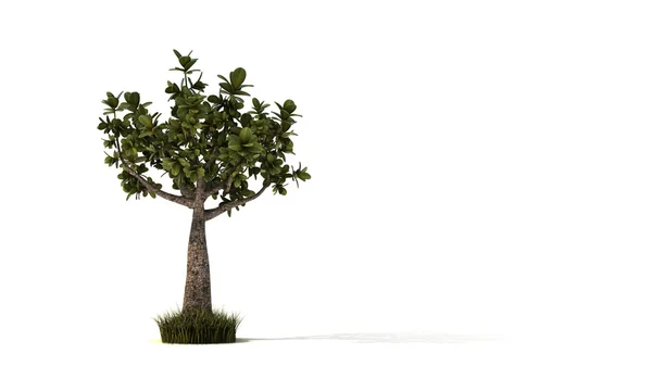 Kleiner Bonsai — Stockfoto