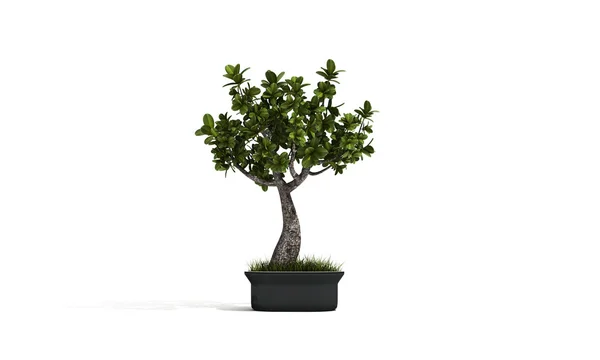 Küçük bonsai — Stok fotoğraf