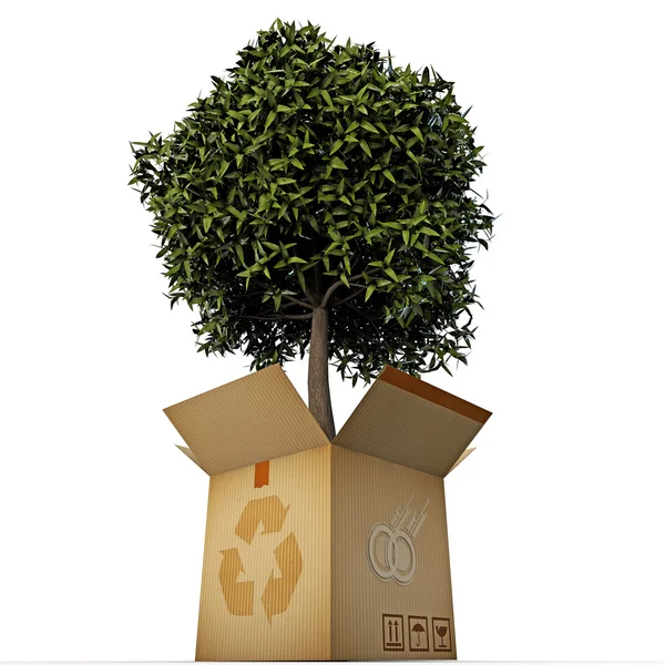 Árbol verde en una caja — Foto de Stock