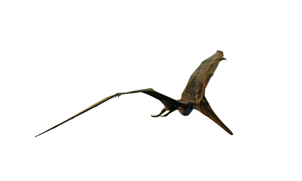 Pteranodonka — Stock fotografie