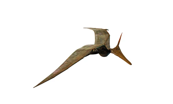 Pteranodon. — Fotografia de Stock