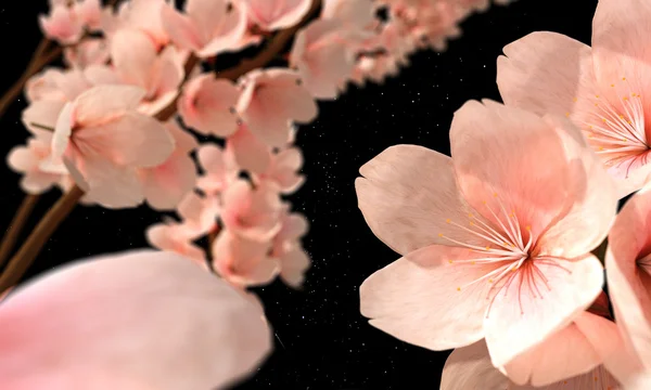 Třešeň blossons — Stock fotografie