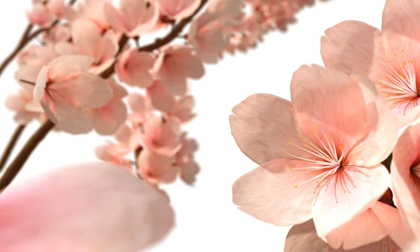 Κεράσι blossons — Φωτογραφία Αρχείου