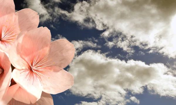 Flores de cerezo — Foto de Stock