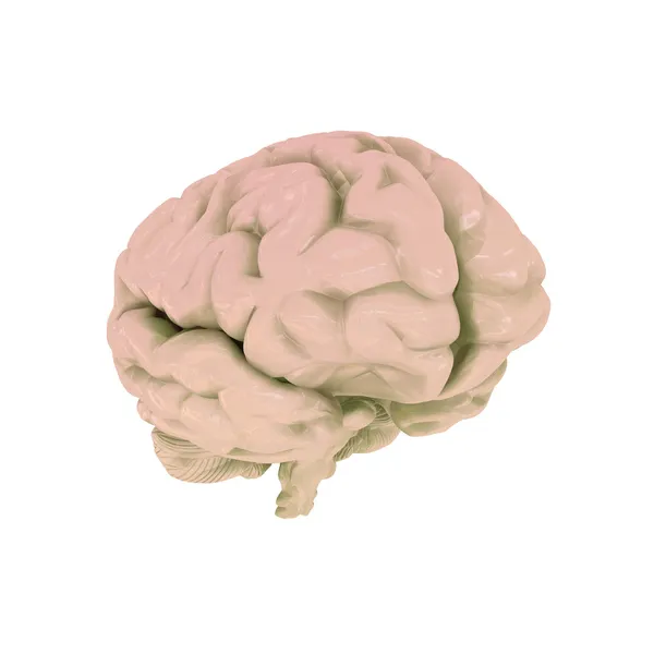 Cerebro humano — Foto de Stock