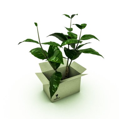 bir kutu içinde bitki