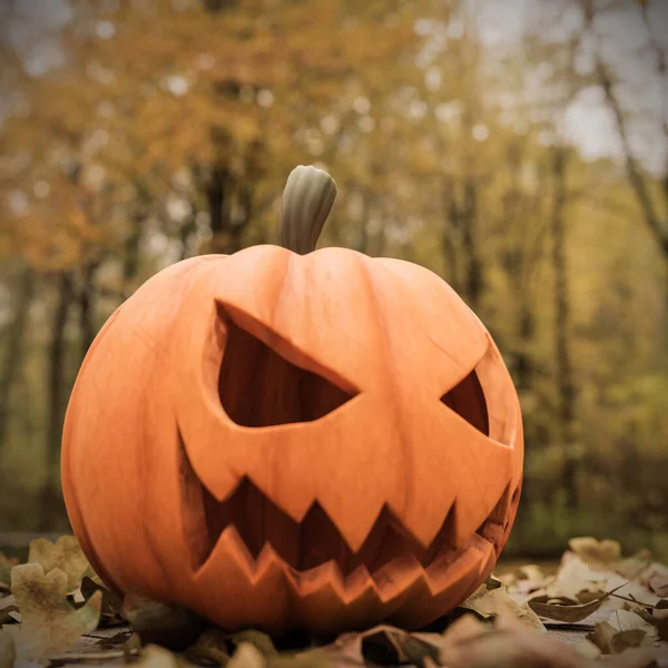 Halloween Pumpkin Mapple Leaves Illustration — Stock Photo, Image