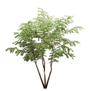 Siyah çekirge ağacı beyaz arkaplanda izole edilmiş 3d illüstrasyon 