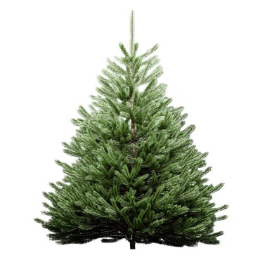 Sitka spruce isolated on white background 3d illustration 