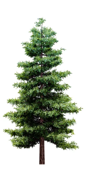 Spruce Pine Isolated White Background Illustration — Stock Photo, Image