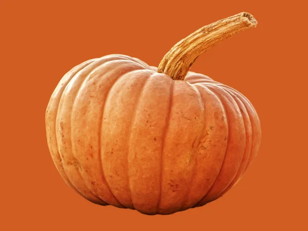 Zucca Isolato Sfondo Arancione Illustrazione — Foto Stock