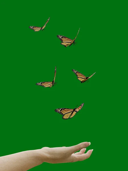 Бабочки Летают Над Рукой Изолированной Зеленом Фоне Иллюстрация — стоковое фото