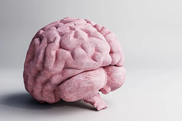 Gehirn Isoliert Auf Weißem Hintergrund Illustration — Stockfoto
